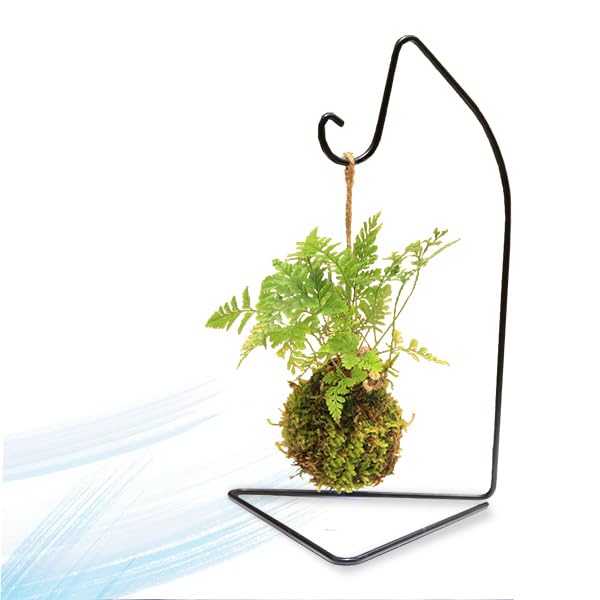 しのぶ苔玉 直径約30cm Amazon.co.jp: 遊恵盆栽 苔玉 ：しのぶ* (吊りスタンド付き) 吊り苔玉